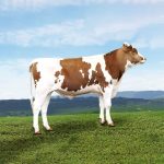 Irmãos Brant - SERENOS SF