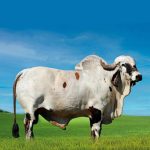 Irmãos Brant - SOBERANO FIV SF