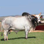 Irmãos Brant - CFM UNICO CV