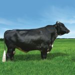 Irmãos Brant - CURIO 3/4 SF