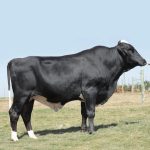 Irmãos Brant - BARTOLOMEU 3/4 CV