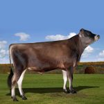 Irmãos Brant - ARRIVE CV