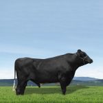 Irmãos Brant - PRESIDENTE 3/4 SF