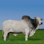 Irmãos Brant - CONAN CV