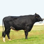 Irmãos Brant - HONORATO 3/4 CV