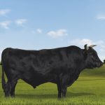 Irmãos Brant - AKIHITO CV