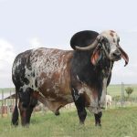 Irmãos Brant - LIPE CV