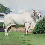 Irmãos Brant - ILUSTRE CV