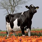 Irmãos Brant - PROGRESS CV