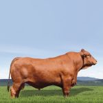 Irmãos Brant - HUNTER TE SE CV