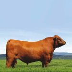 Irmãos Brant - BRUJO CV