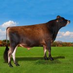 Irmãos Brant - CASANOVA – CV