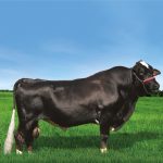 Irmãos Brant - ABDU 3/4 CV