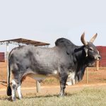 Irmãos Brant - PANAMA SF