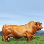 Irmãos Brant - URERE CV