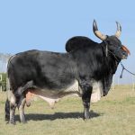 Irmãos Brant - CAIM SF