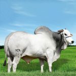 Irmãos Brant - REM STATES CV