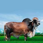 Irmãos Brant - CAPITOLIO CV