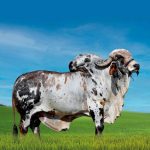 Irmãos Brant - MONTE BELO CV