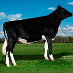 Irmãos Brant - BOBBY SF