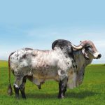 Irmãos Brant - BRAHMINE CV