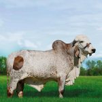 Irmãos Brant - CAZUZA CV