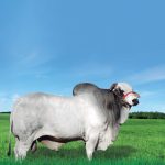 Irmãos Brant - C2569 DA MN CV (JAMANTA)