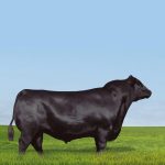 Irmãos Brant - S2 PRIORITY