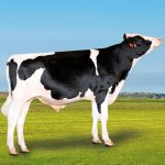 Irmãos Brant - LANGLEY-ET CV