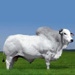 Irmãos Brant - KOCHI KA CV