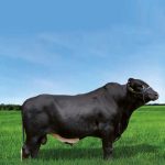 Irmãos Brant - CANTOR CV