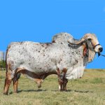 Irmãos Brant - FERIADO SF