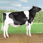 Irmãos Brant - CASTOR CV