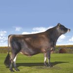 Irmãos Brant - DISCOVERY CV