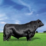 Irmãos Brant - CAPANE 23 CHUMBO CV