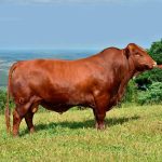 Irmãos Brant - CANCUN CV