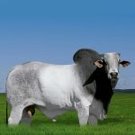 Irmãos Brant - QUICKMAN CV