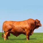 Irmãos Brant - CAICO DA BARRA CV