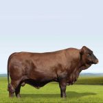 Irmãos Brant - BRIZOLA CV