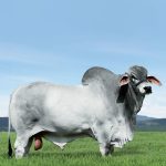 Irmãos Brant - MACACAO CV