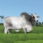 Irmãos Brant - LOGAN KA CV