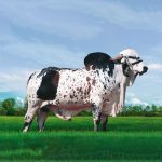 Irmãos Brant - SANSAO CV