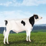 Irmãos Brant - HOTLINE CV