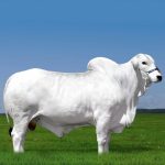 Irmãos Brant - CISQUEIRO DO CORREGO CV