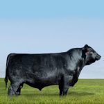 Irmãos Brant - FORTUNE CV