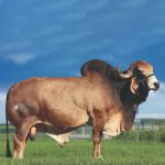 Irmãos Brant - VAIDOSO SF