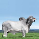 Irmãos Brant - ABSOLUTO CV