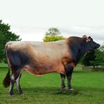 Irmãos Brant - CARRICK CV