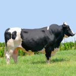 Irmãos Brant - SEGREDO 3/4 SF