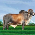 Irmãos Brant - NOBRE FIV CV